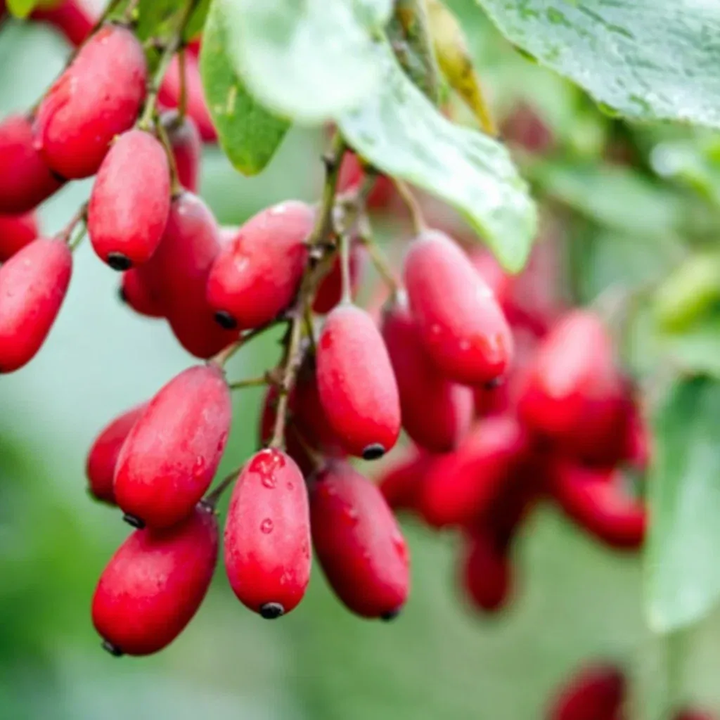 Acerola cherry vitamin C ingredient for Trim X - natural rich source of vitamin C for immunity and metabolic health support